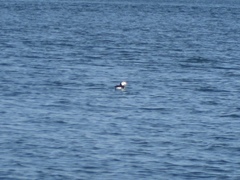 Fratercula corniculata