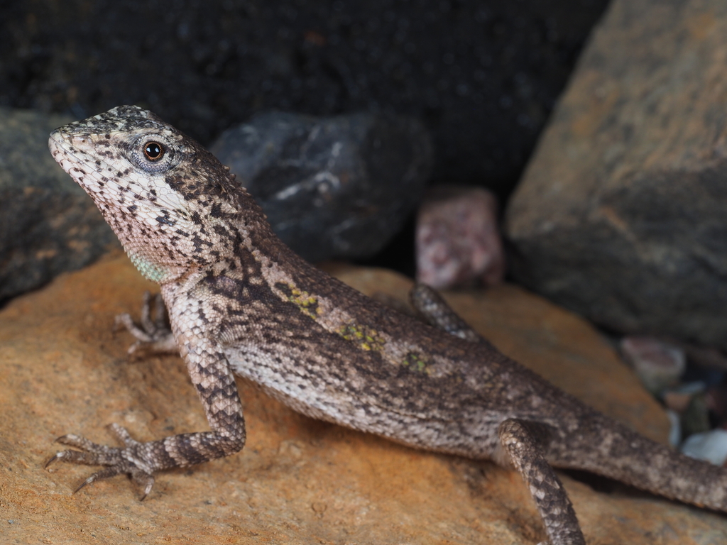 Zayu Mountain Dragon