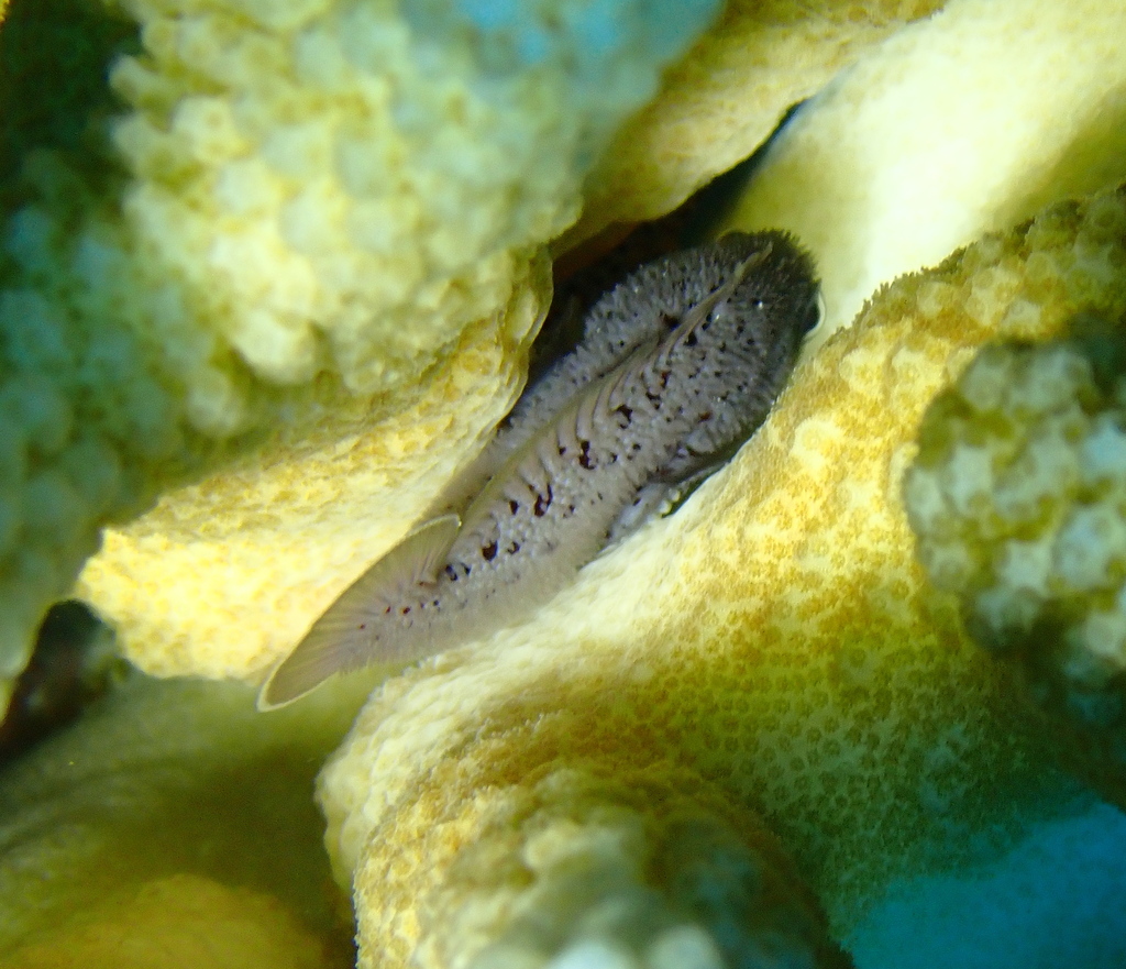 Spotted Coral Croucher