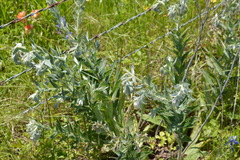 Lithospermum bejariense