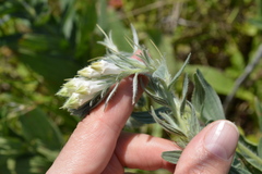 Lithospermum bejariense