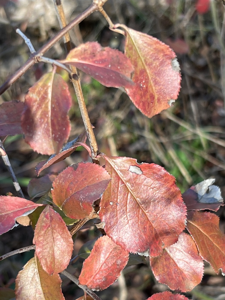 Rusty Blackhaw from McKinney Falls State Park, Austin, TX, US on ...