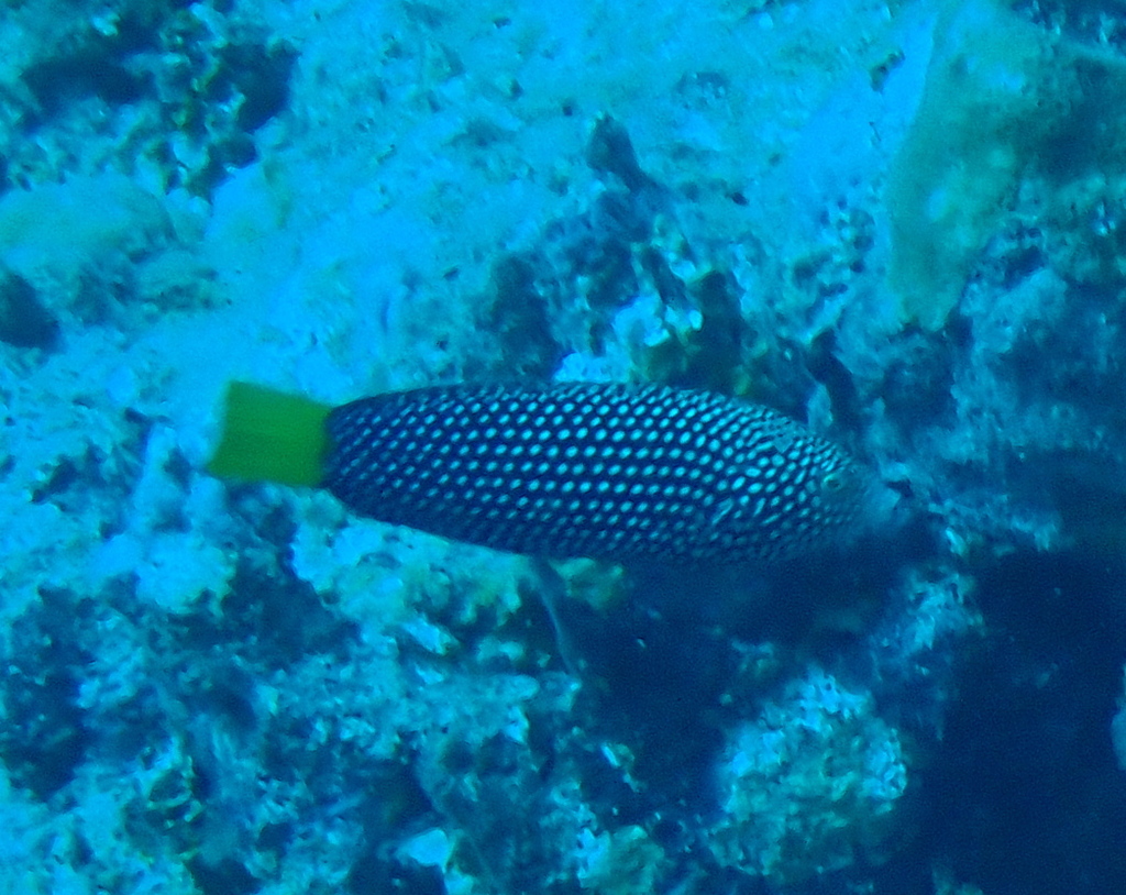Yellowtail wrasse