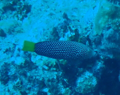 ホクトベラ