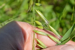 Avena sativa