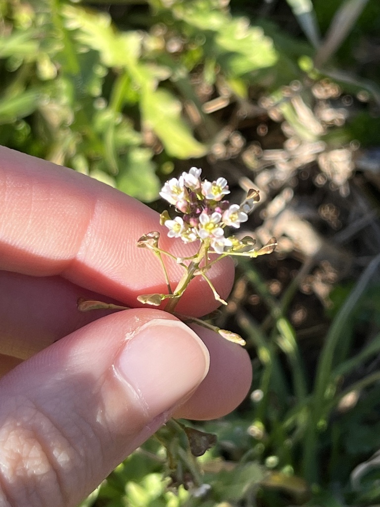 shepherd'spurse from Turner St, Cleburne, TX, US on January 28, 2024
