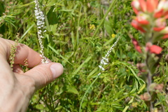 Polygala alba
