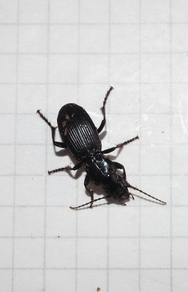 Megadromus turgidiceps