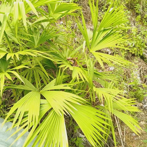 Carludovica palmata