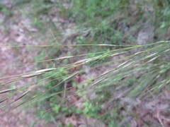 Poaceae
