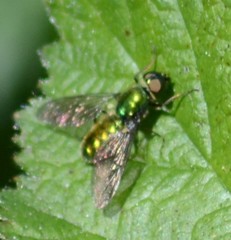 Sargus viridis