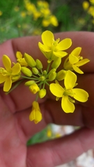 Brassica