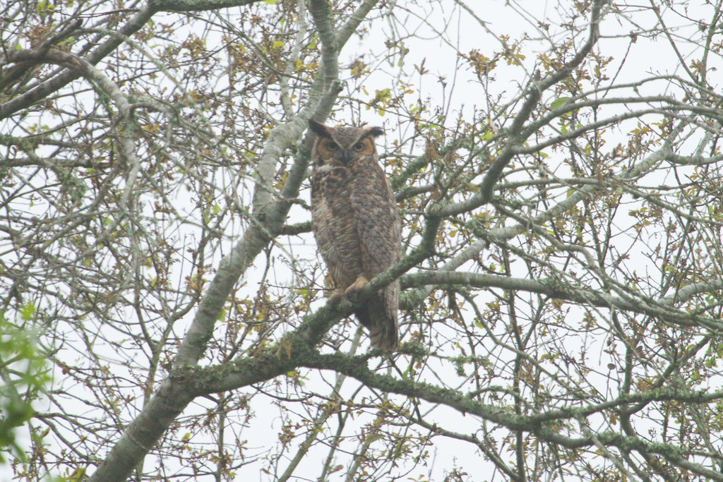 Eastern Great Horned Owl from Brazos Bend State Park, 21901 Farm to