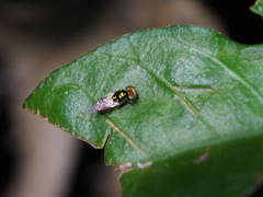 Microchrysa flaviventris