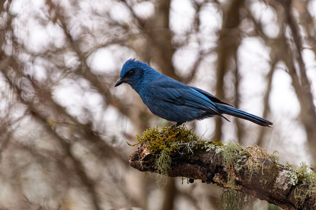 Unicolored Jay photo