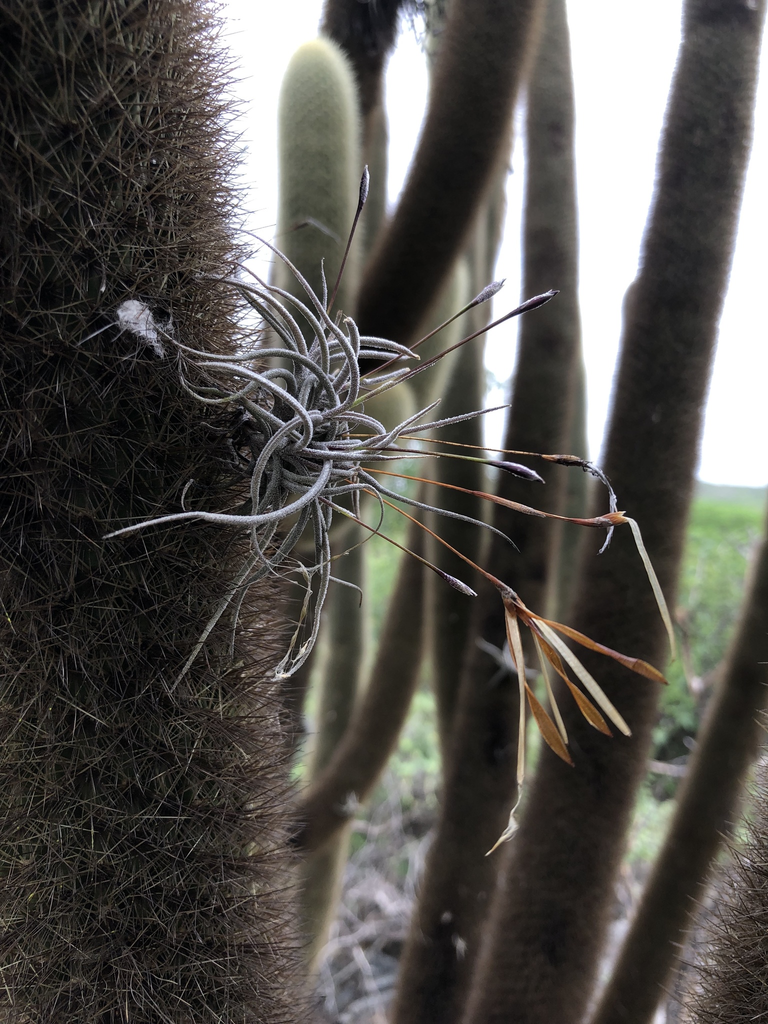 Tillandsia recurvata