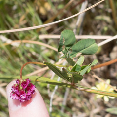 Trifolium gracilentum