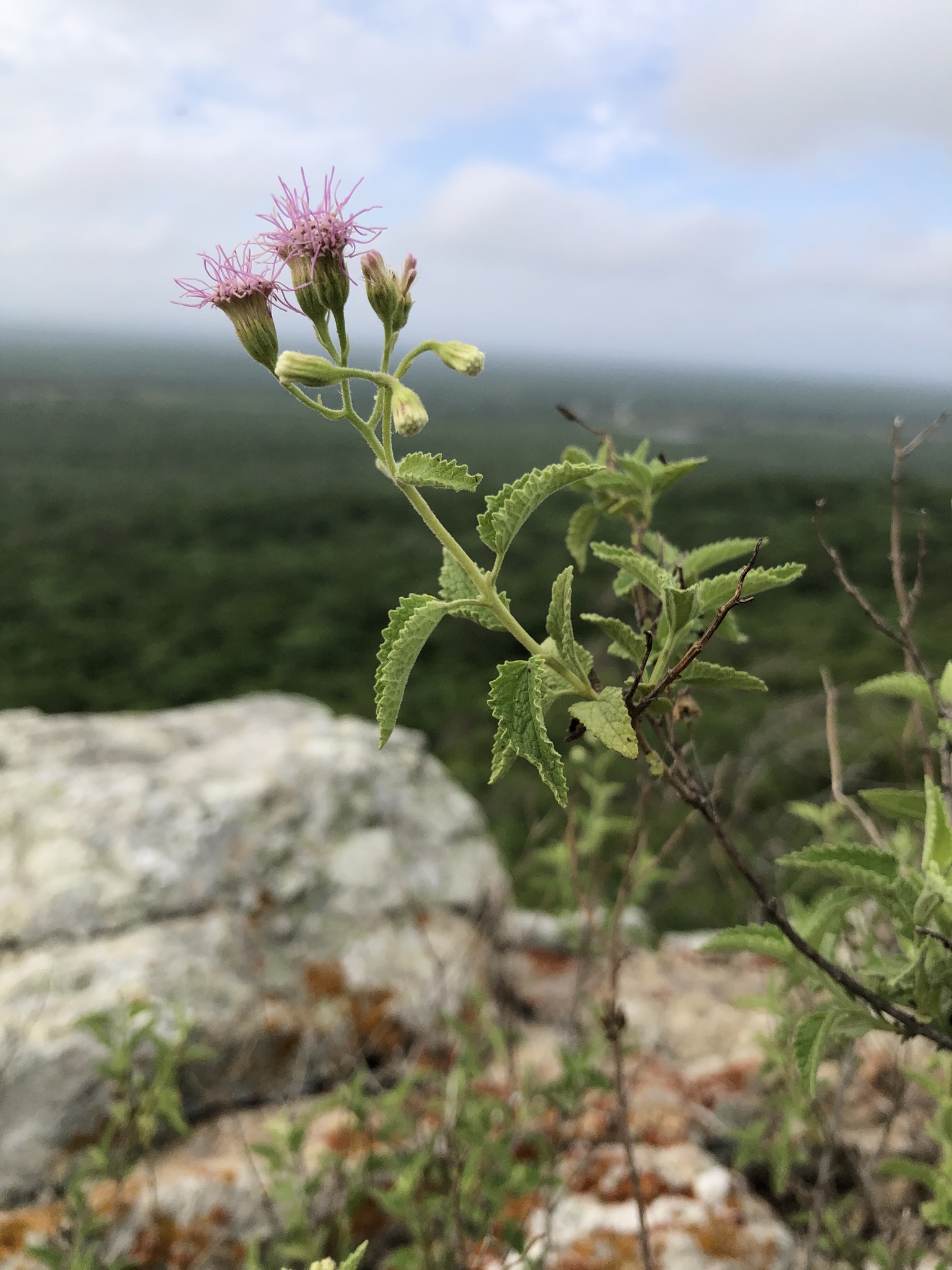 Trichogonia salviifolia