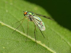 Condylostylus scaber