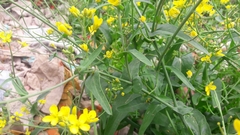 Brassica