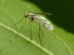 Condylostylus scaber