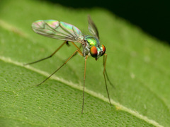 Condylostylus scaber