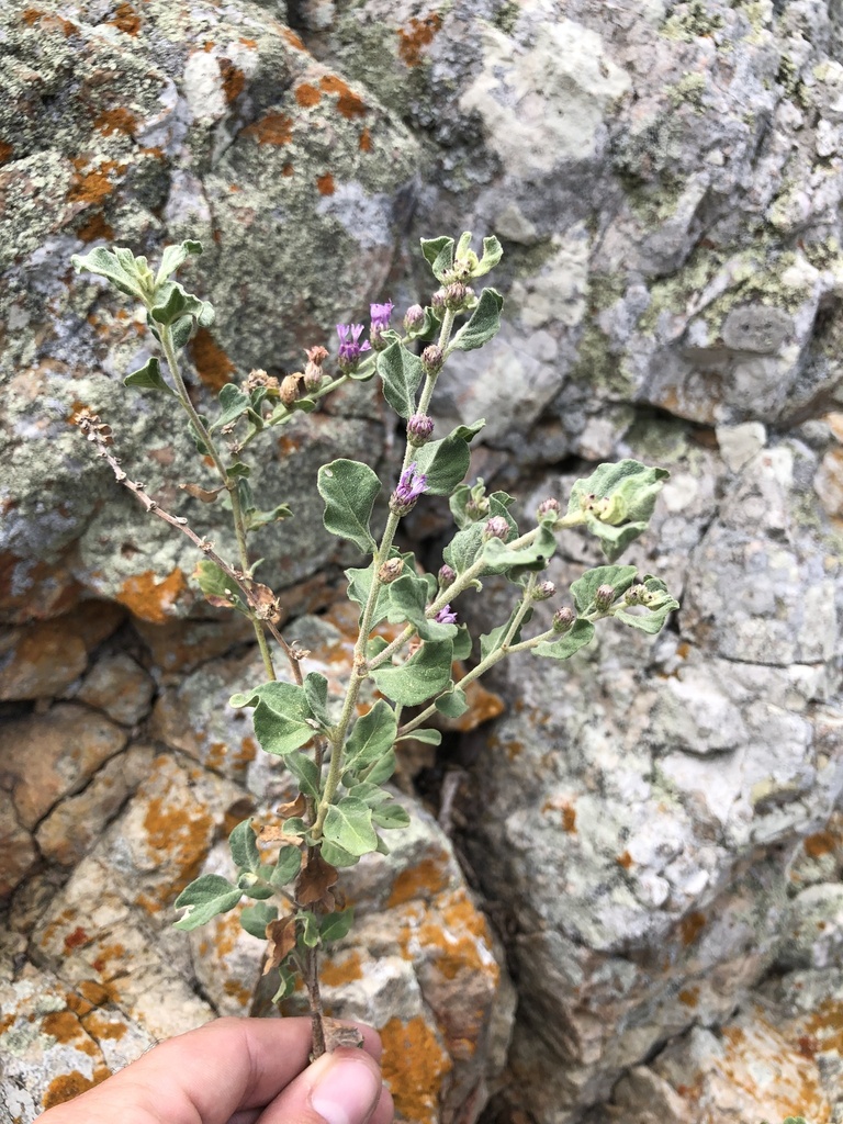 Lepidaploa mucronifolia