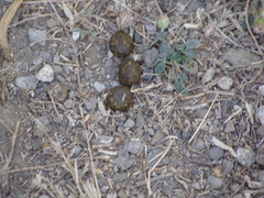 Sylvilagus cunicularius