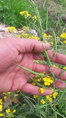 Brassica