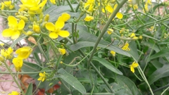 Brassica