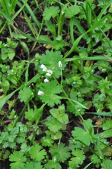 Arabis eschscholtziana