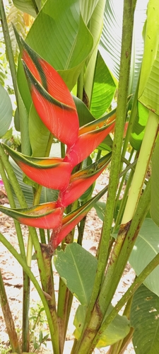 Heliconia bihai