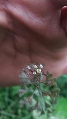 Capsella bursa-pastoris