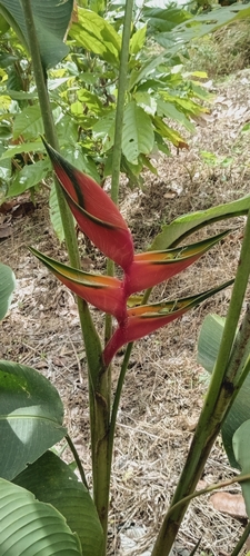 Heliconia bihai