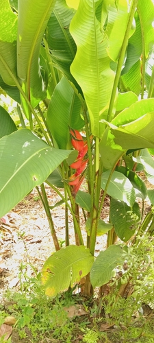 Heliconia bihai