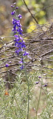 Delphinium parryi