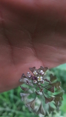 Capsella bursa-pastoris