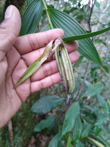 Orquídea-da-serra
