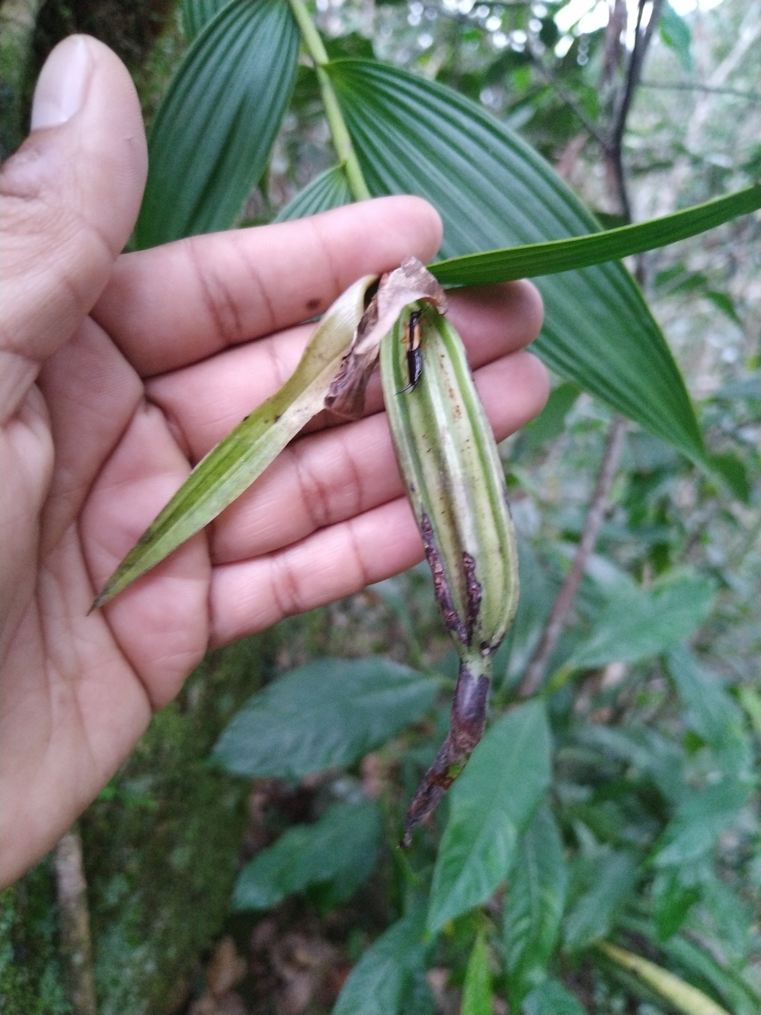 Imagem de Orquídea-da-serra