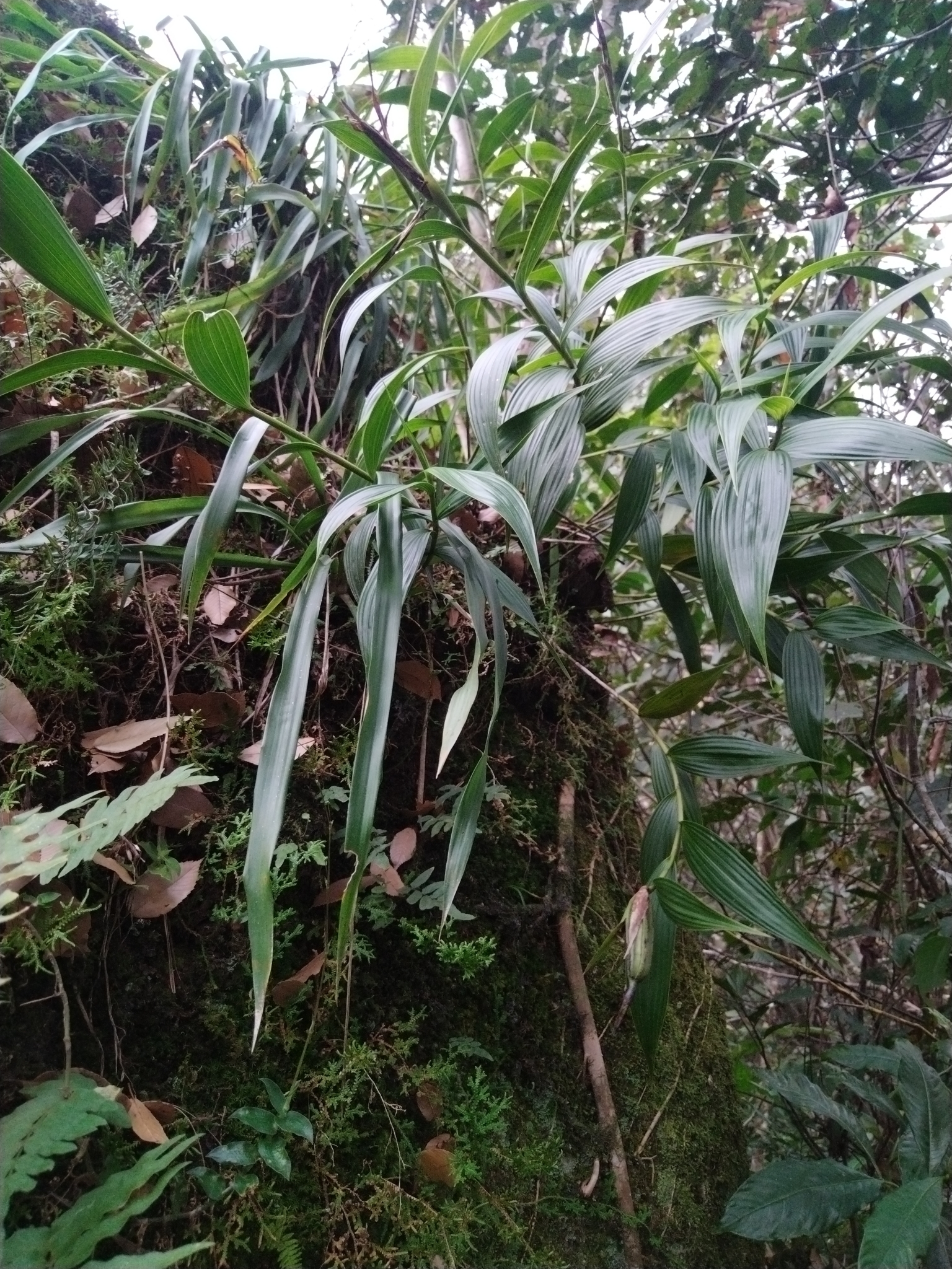 Imagem de Orquídea-da-serra