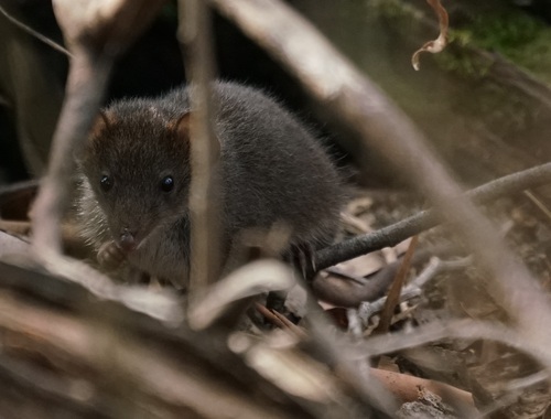 Mainland Dusky Antechinus