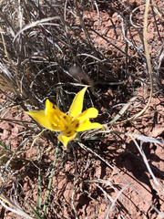 Calochortus aureus