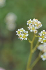 Micranthes integrifolia