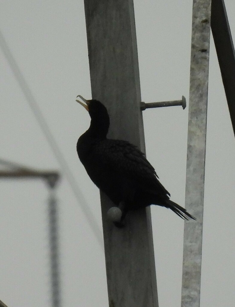 Doublecrested Cormorant from Tennessee River, Wheeler Dam, Lawrence