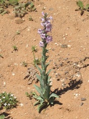 Penstemon buckleyi