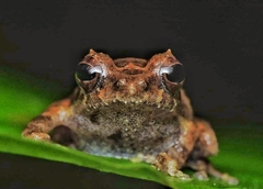 Sri Lanka Short-Horned Shrub-Frog photo 4
