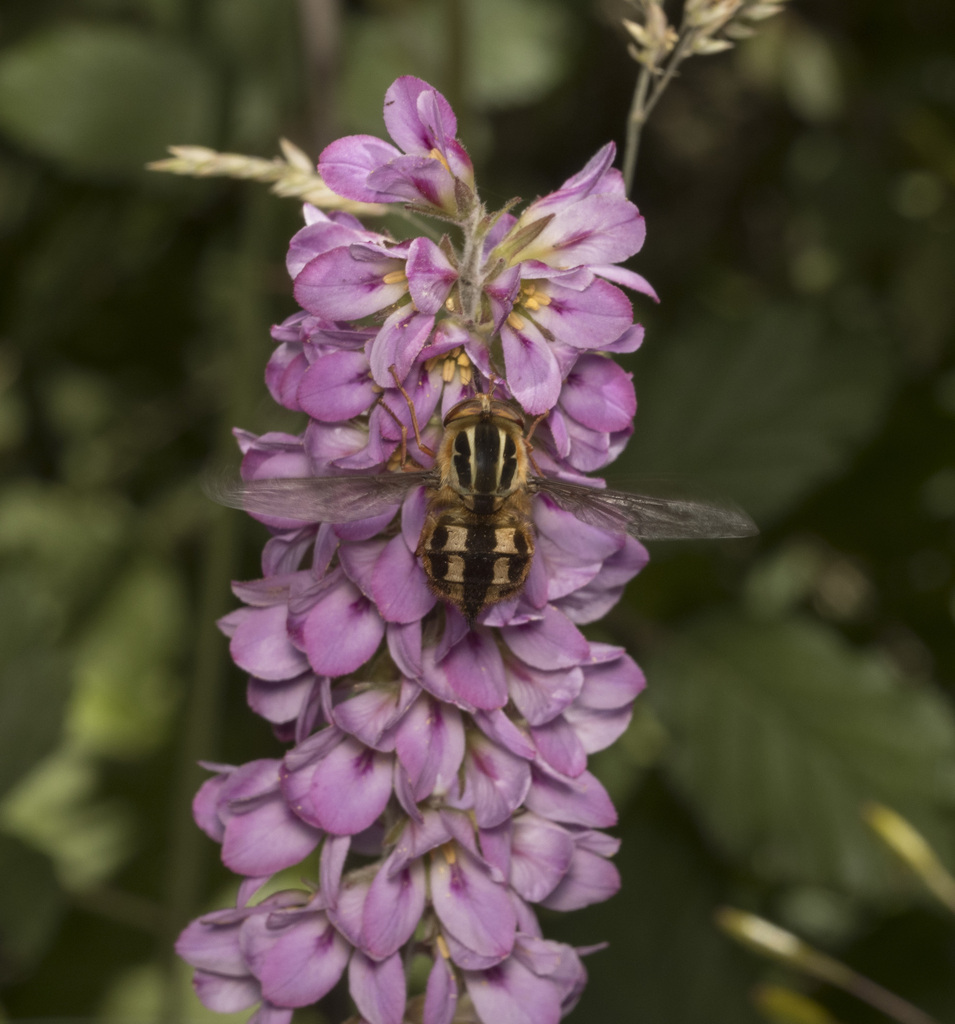 Trichophthalma commutata