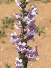 Penstemon buckleyi