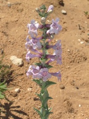 Penstemon buckleyi