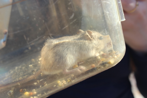 iNaturalist observation photo of Long-tailed Pocket Mouse